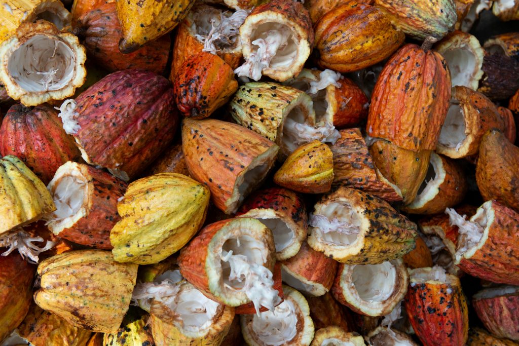 cocoa farm proposal